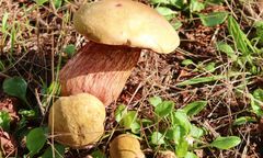 Trujące Borowiki. Te grzyby łatwo pomylić z jadalnymi okazami