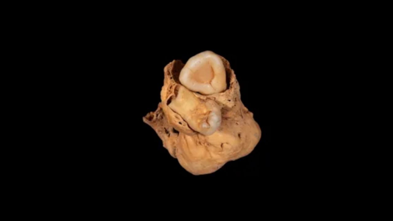 Straszliwość sprzed 3 tys. lat. Potworniak z zębami odkryty w Egipcie
