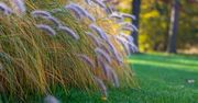 Lepsza niż trawa pampasowa. Kwitnie aż do października