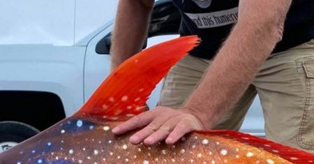 Spektakularne rozmiary. Ocean wyrzucił na plażę niezwykłe stworzenie