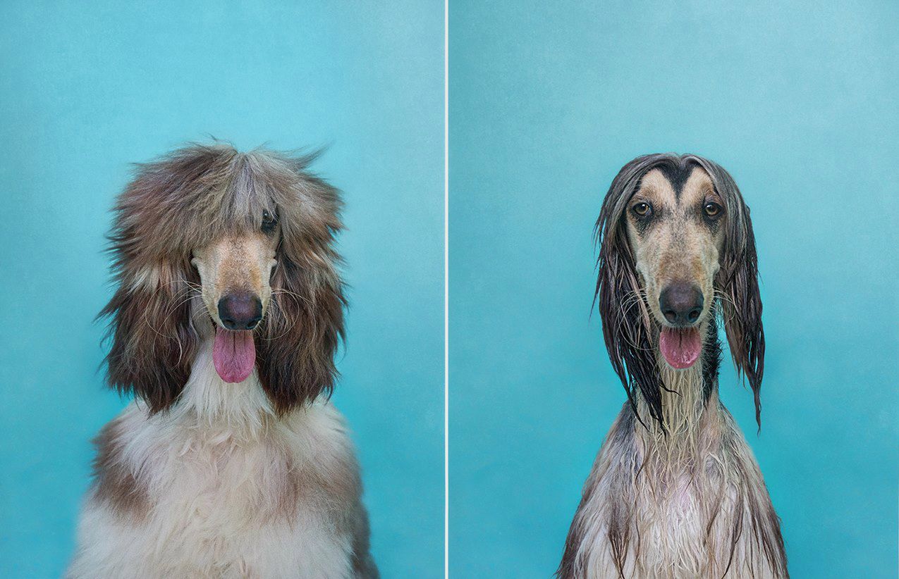 Mokry pies, suchy pies - zabawne portrety przed i po kąpieli