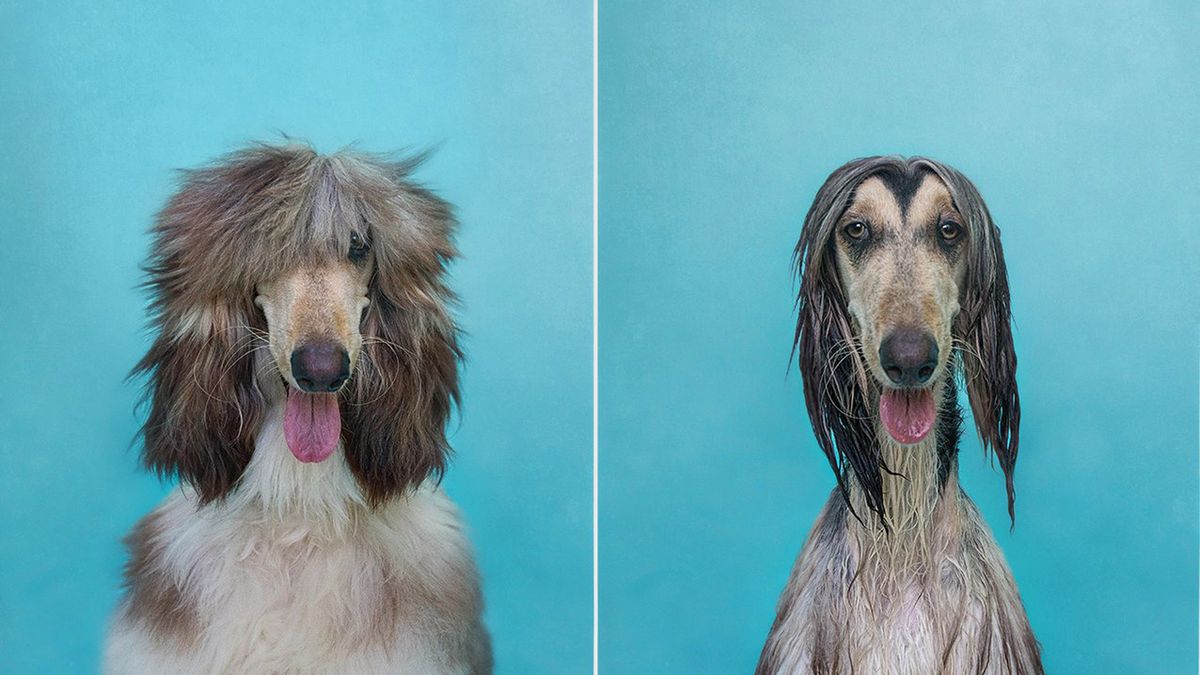 Mokry pies, suchy pies - zabawne portrety przed i po kąpieli 1