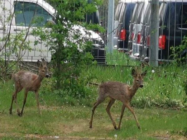 Warszawa. Kozły uwięzione na Mokotowie