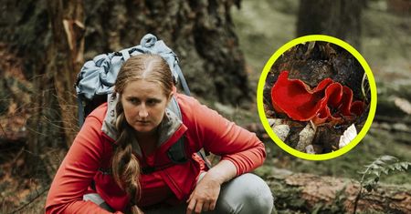 Grzyb jak rzodkiewka? Smakosze jedzą na surowo