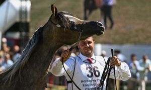Aukcja Pride of Poland. Epiforana wygrywa w Janowie