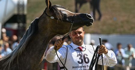 Aukcja Pride of Poland. Epiforana wygrywa w Janowie
