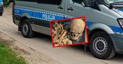 Przerażające znalezisko na budowie. Kości wyłoniły się spod ziemi