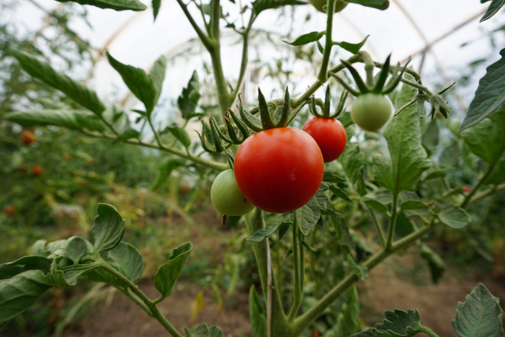 pomidor
