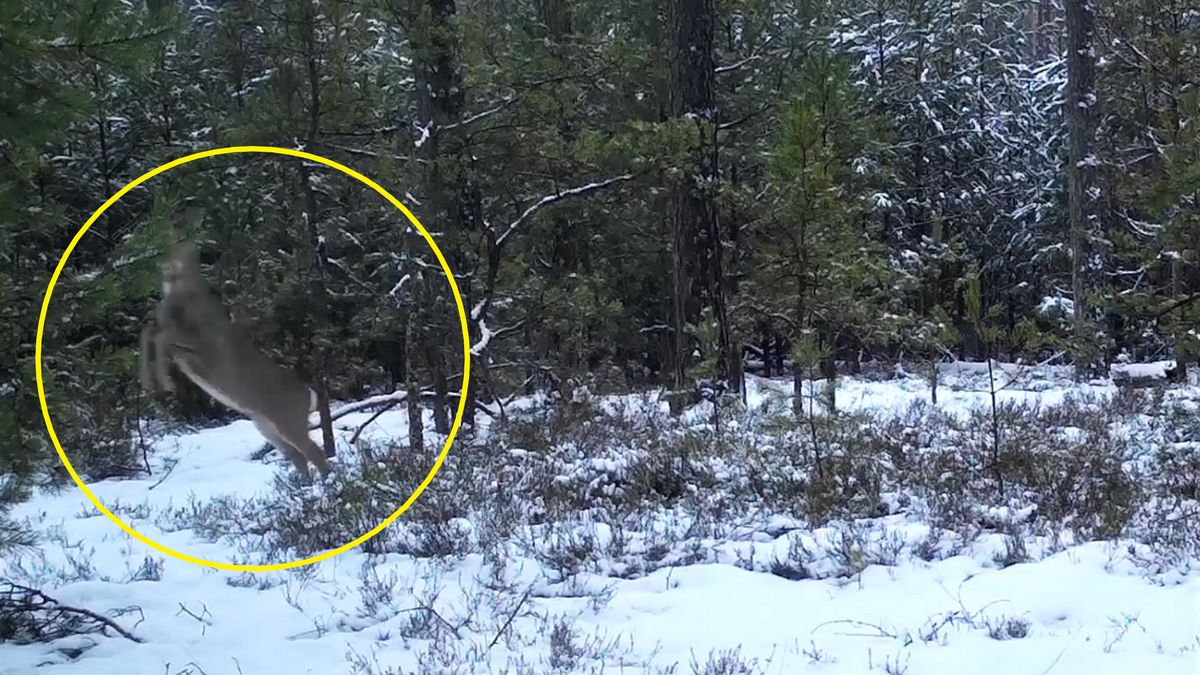 Na terenie Nadleśnictwa Kościerzyna (woj. pomorskie) foto-pułapka zarejestrowała polowanie wilków na sarnę. 