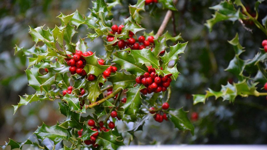 Ostrokrzew Meservy idealnie nadaje sie na żywopłot, ponieważ jest piękny przez cały rok