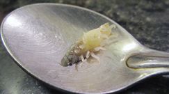 Cymothoa exigua. Pasożyt, który chce zastąpić język