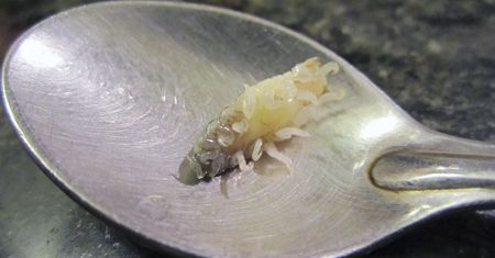 Cymothoa exigua. Pasożyt, który chce zastąpić język