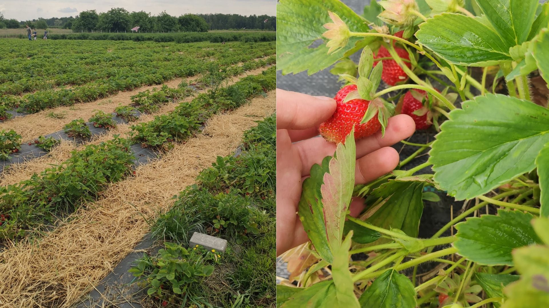 Samozbiory rozpoczęły się w Mirowicach. Truskawki tańsze niż na bazarze