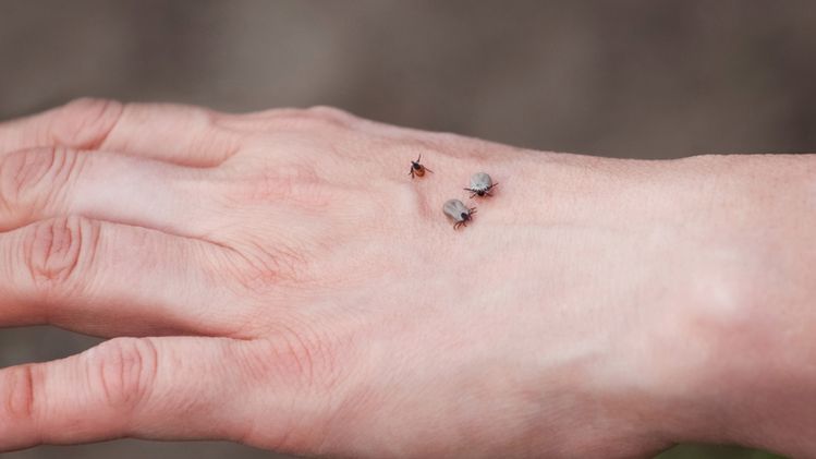 Pojawiły się nowe gatunki kleszczy. Naukowcy ostrzegają