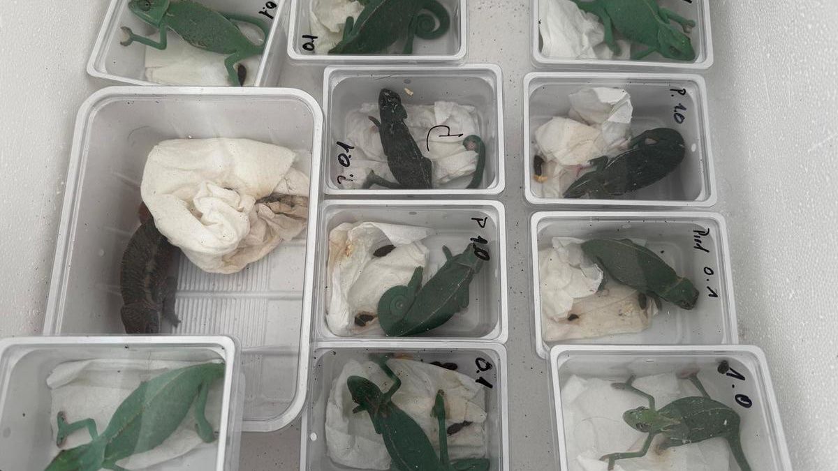 Policja ukróciła nielegalny handel egzotycznymi zwierzętami 