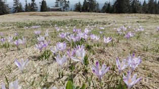 Beskid: Gdzie się wybrać, żeby zobaczyć te wyjątkowe kwiaty?