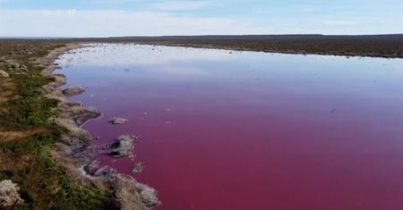Ekolodzy przerażeni różową laguną w Argentynie. "Zabija wszelkiego rodzaju życie"