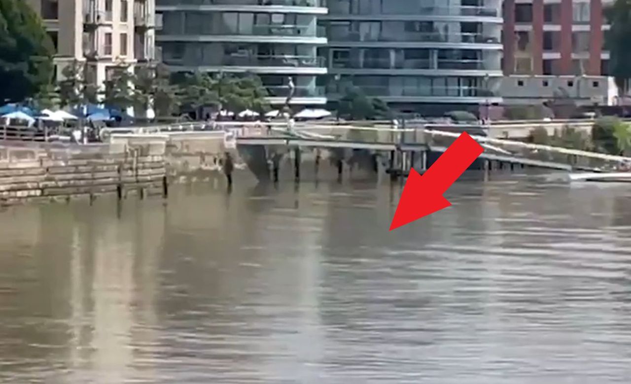 A stray dolphin swims in the Thames in London