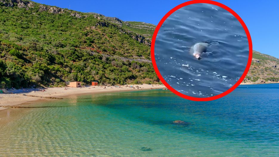 Foka została zauważona przy portugalskiej plaży 
