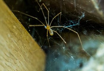 Jesienią pchają się do domu na potęgę. Przyciąga je jedno