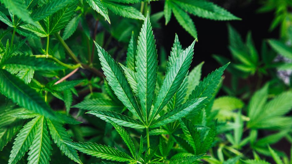 marihuana