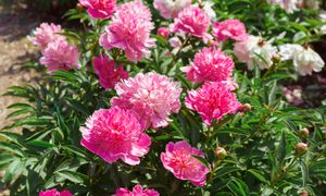 Te rośliny są długowieczne. 8 najpiękniejszych bylin, które warto posadzić w ogrodzie