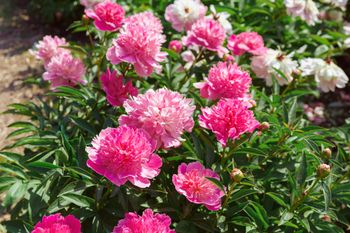 Te rośliny są długowieczne. 8 najpiękniejszych bylin, które warto posadzić w ogrodzie