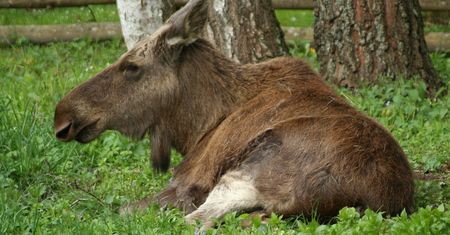 Postrzelona łosica konała całą noc w polu kukurydzy. Dramat na Podlasiu
