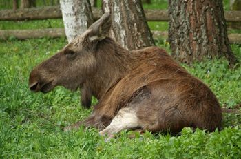 Postrzelona łosica konała całą noc w polu kukurydzy. Dramat na Podlasiu