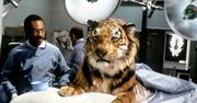 Najlepsze filmy o zwierzętach, które warto zobaczyć