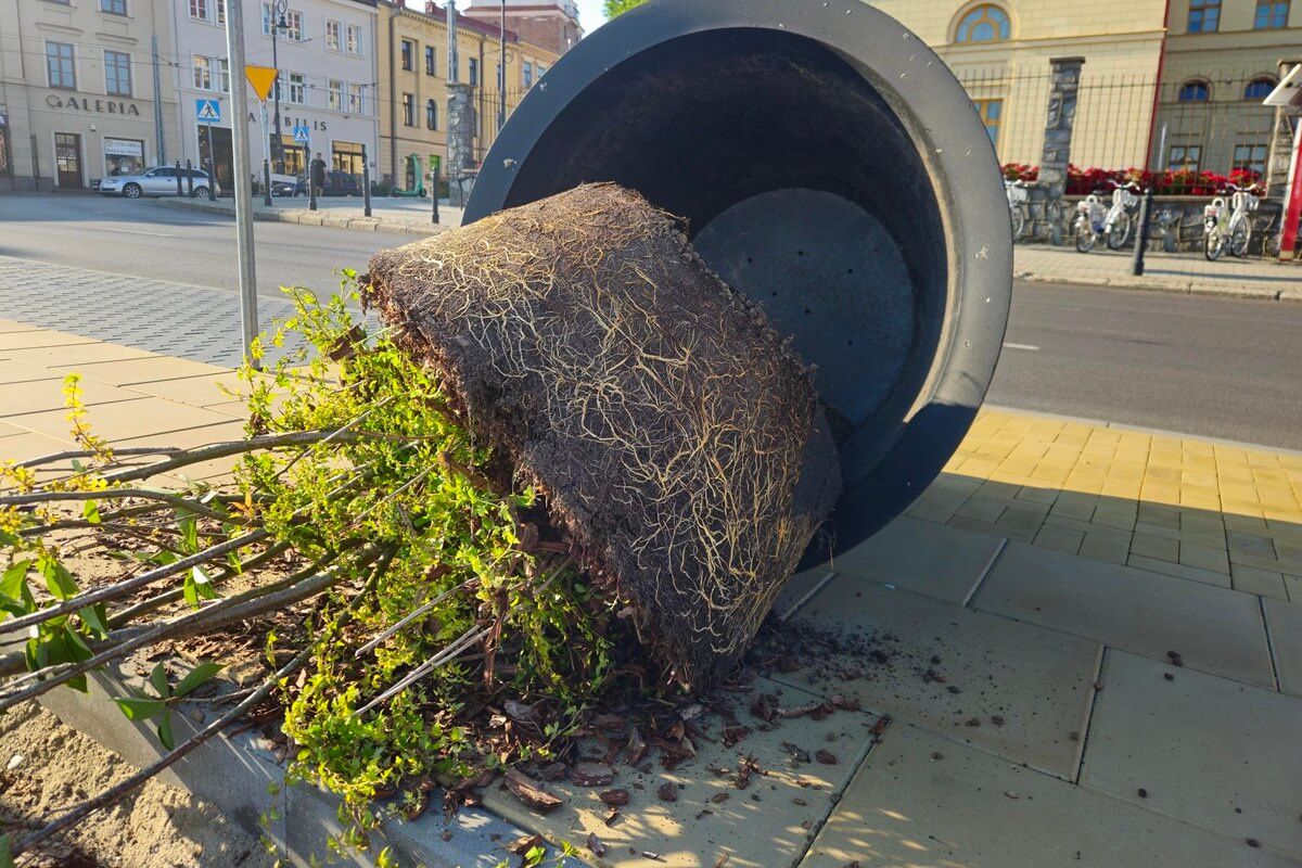 Przewrócone donice z drzewami na ul. Bajkowskiego w Lublinie
