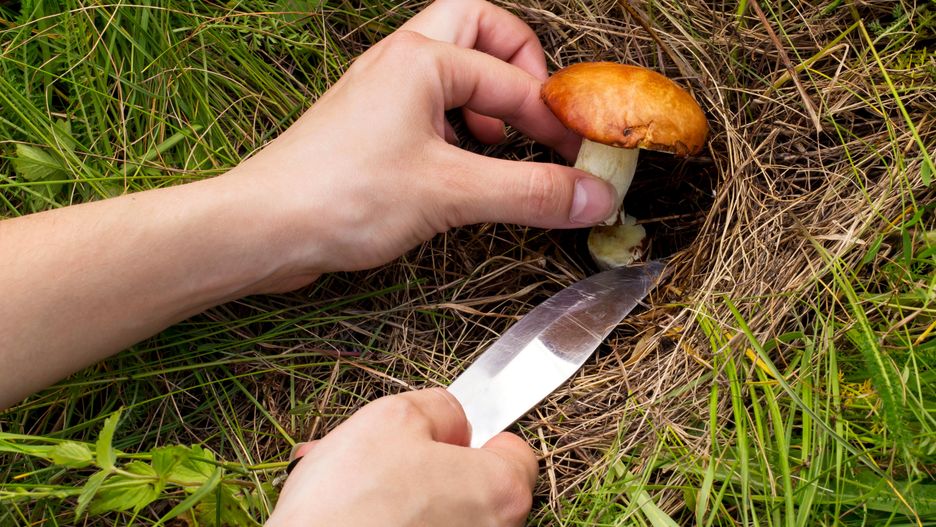 the edible mushrooms in the hands of manmushrooms, picker, edible, hand, knive, knife, collect, gather, arm, greasers, mushroomer, look, forest, collecting, green, grass, food, vegetables, cutting, down, mycelium, hobby, recreation, hobbies, autumn, macro, fungus, close-up, moss, nature, man, people, outdoors, eating, mushrooming, mushrooms, picker, edible, hand, knive, knife, collect, gather, arm, greasers, mushroomer, look, forest, collecting, green, grass, food, vegetables, cutting, down, mycelium, hobby, recreation, hobbies, autumn, macro, fungus, close-up, moss, nature, man, people, outdoors, eating, mushrooming