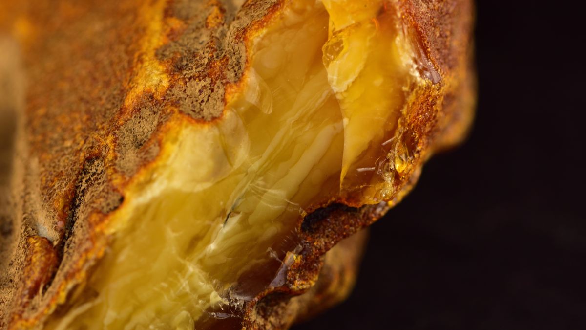 Poszukiwacze bursztynu ściągają do województwa lubelskiego 