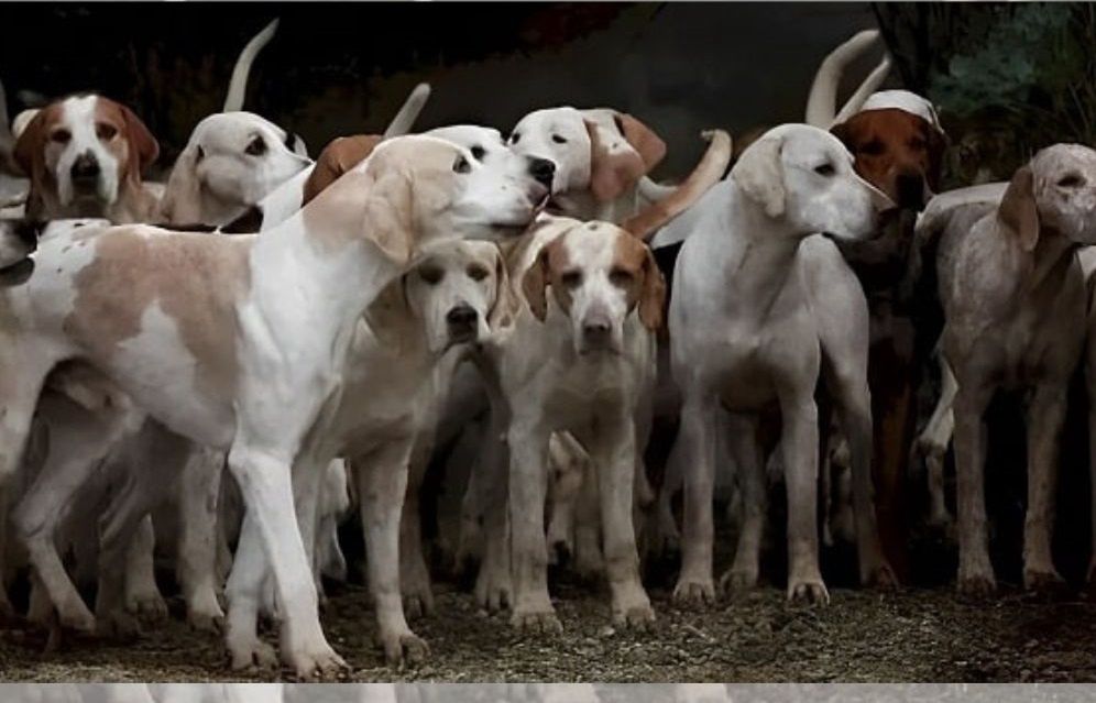 Gdzie ukrył się tygrys?