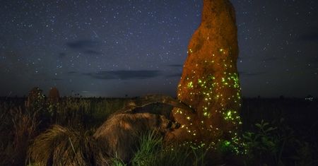 Zwycięzca Wildlife Photographer of the Year zrobił zdjęcie... wypchanego zwierzęcia