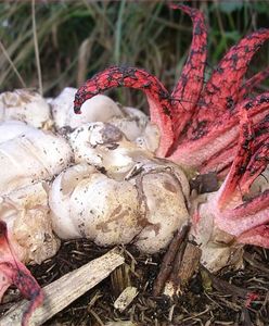 Grzyb diabelskie palce. Egzotyczny grzyb w polskich lasach