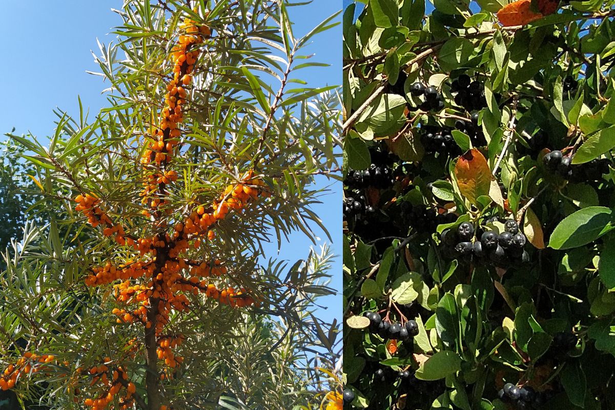 Rokitnik i aronia