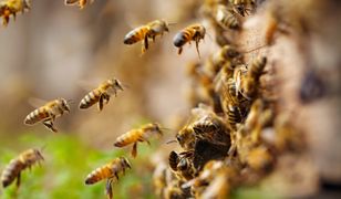Nie sadź blisko domu. Szerszenie i pszczoły zlecą się z daleka