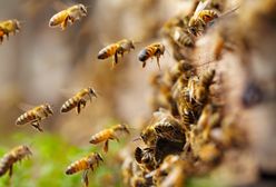 Nie sadź blisko domu. Szerszenie i pszczoły zlecą się z daleka