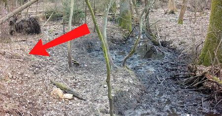 "Mistrzowie kamuflażu". Tylko mistrz dostrzeże wszystkie zwierzęta
