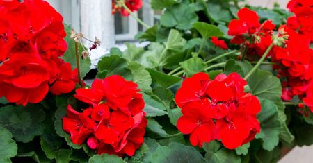 Rozsyp wokół pelargonii. Będzie uginać się od kwiatów
