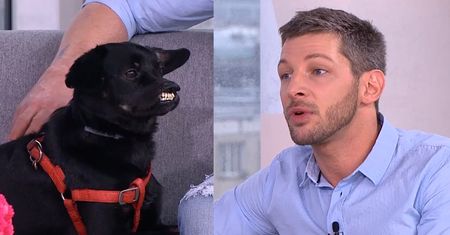 Stanek apeluje w TVN-ie: "Sprzątajmy kupy po psach. Narażają dzieci i zwierzęta na choroby!"