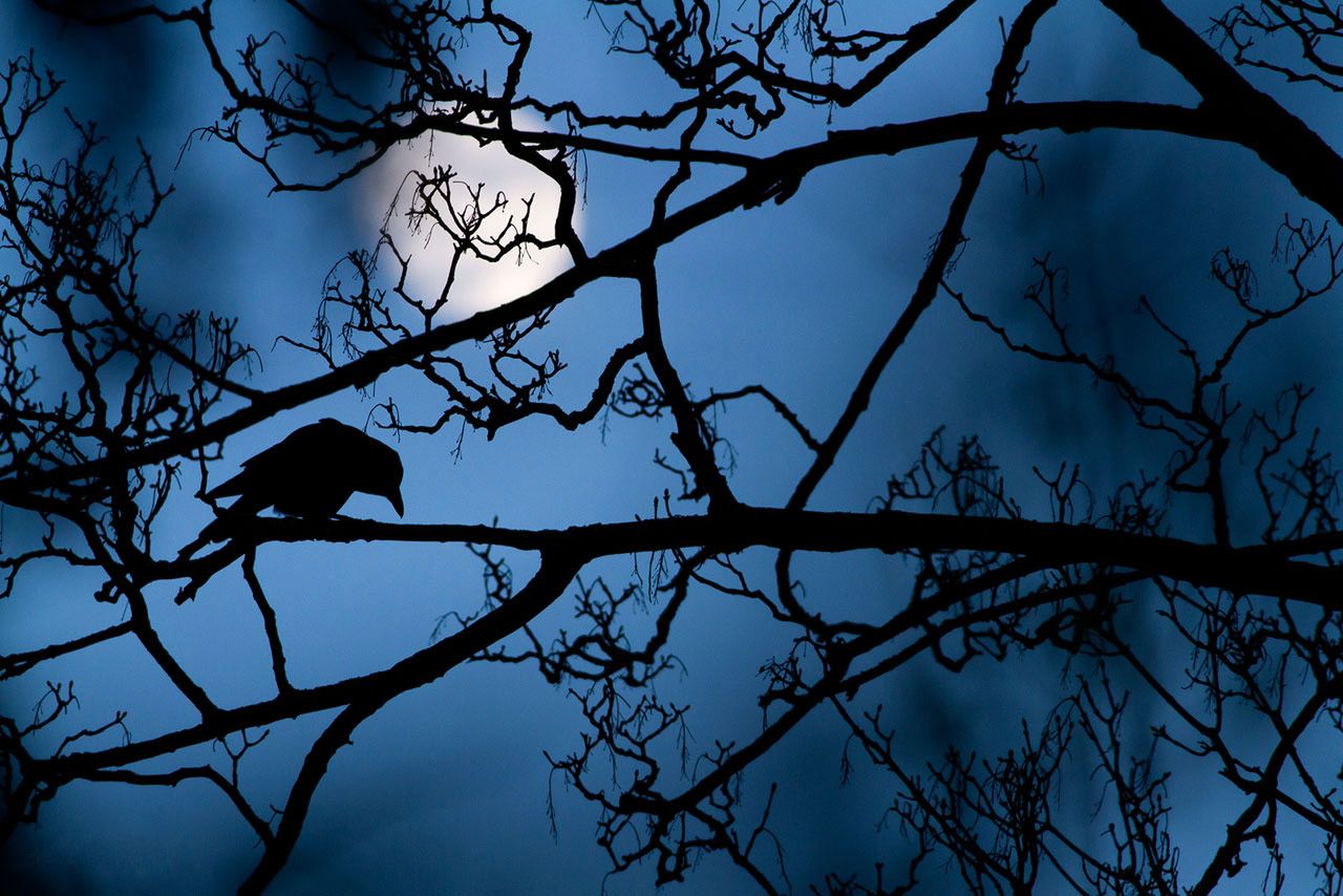 Tytuł Young Wildlife Photographer of the Year 2016 zdobył 16-letni Gideon Knight z Wielkiej Brytanii. Jego zdjęcie „The Moon and the Crow” przywodzi na myśl konwencję groteskowego horroru z krukiem, jako wysłannikiem. Zwierze skryte w gałęziach majestatycznie jawi się na tle świecącego jasno księżyca. Dramatyzmu dodaje fakt, że możemy zobaczyć tylko sylwetkę ptaka.