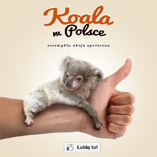Koala zamieszka w warszawskim zoo?