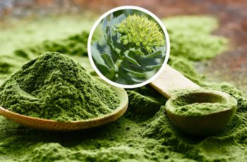 Polska matcha zyskuje na popularności. Ten zielony napój powstaje pod Hajnówką