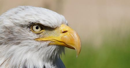 Anglia: Niebezpiecznie na spacerze. Orzeł zaatakował parę