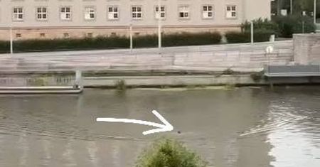 Taki widok we Wrocławiu. Mężczyzna postawił na nogi służby