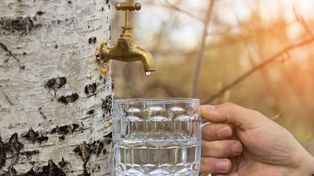 Oskoła: Wiosenny eliksir prosto z drzew. Sięgnij po niego teraz