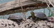 Jesienne migracje żółwi błotnych. "Są cudowne"