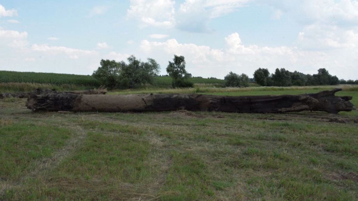 Usiłowali ukraść kłody czarnego dębu. Nie tylko to mają na sumieniu